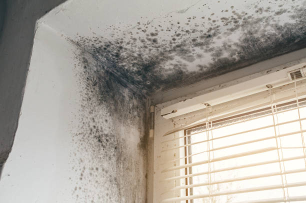Affordable Attic Mold Remediation solutions in Accident, MD