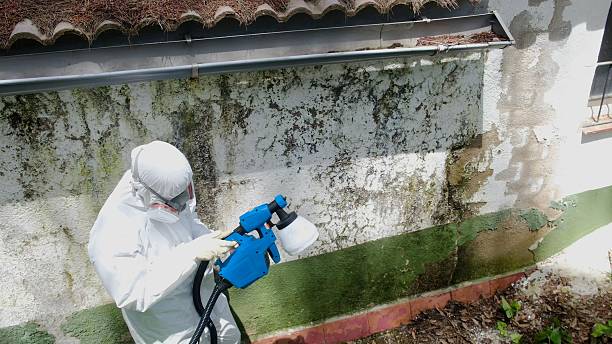 Top rated local Attic Mold Remediation specialists in Accident, MD